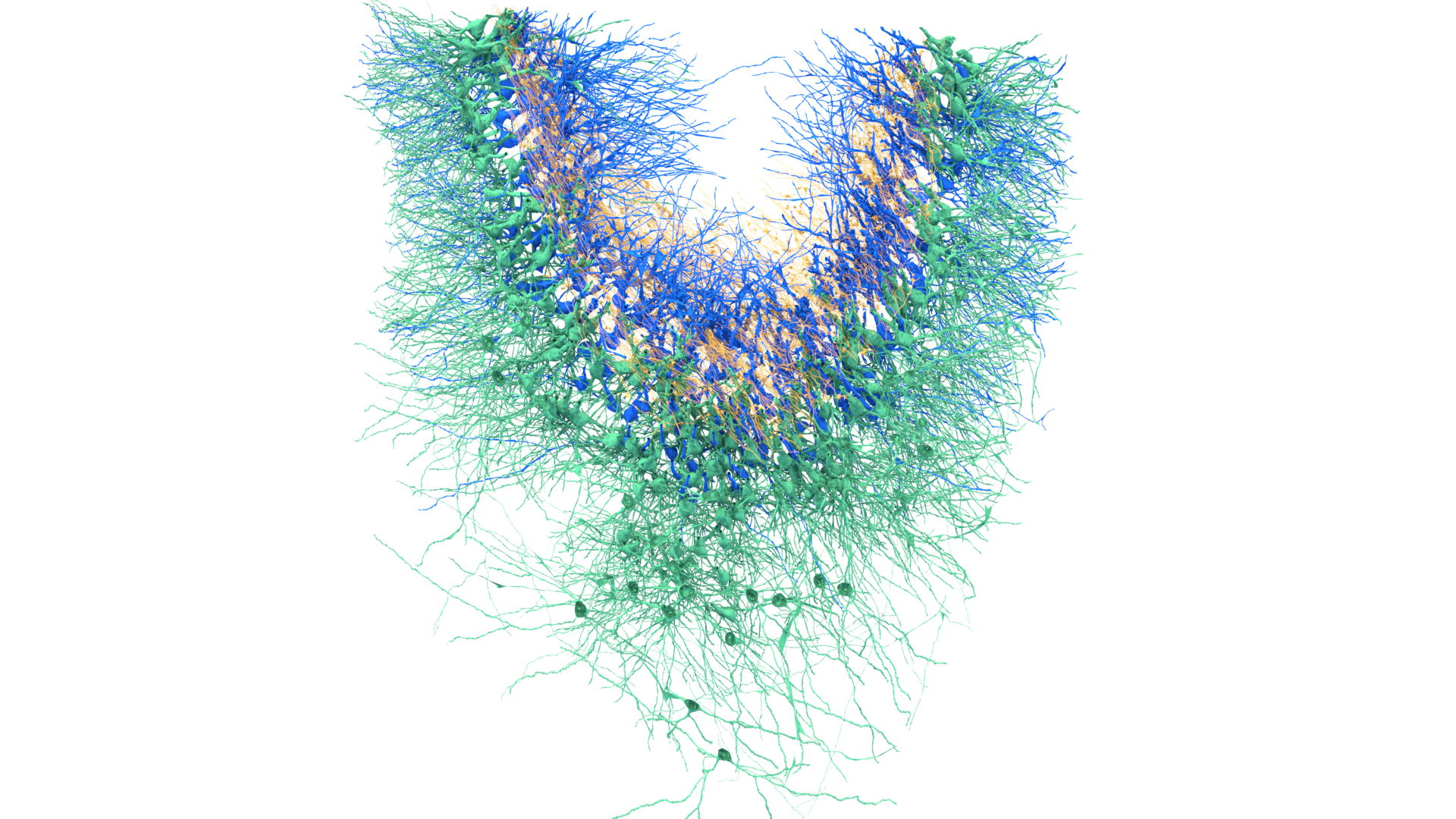 CA3 MF axon and pyramidal neurons